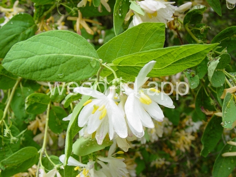 honeysuckle, Tatarian